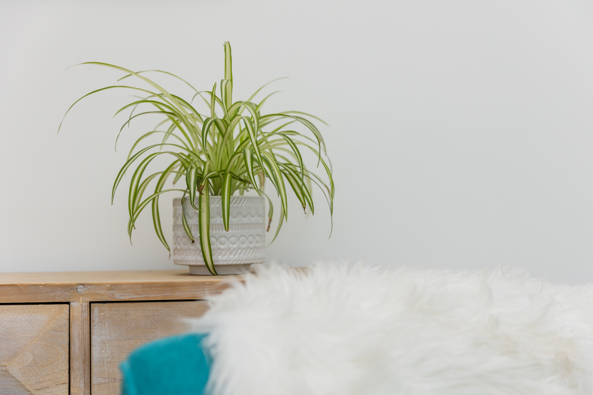 Studio still life — spider plant on a wooden console